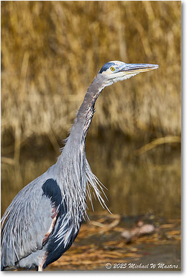 GreatBlueHeron_ChincoNWR_2025Nov_R5C06041