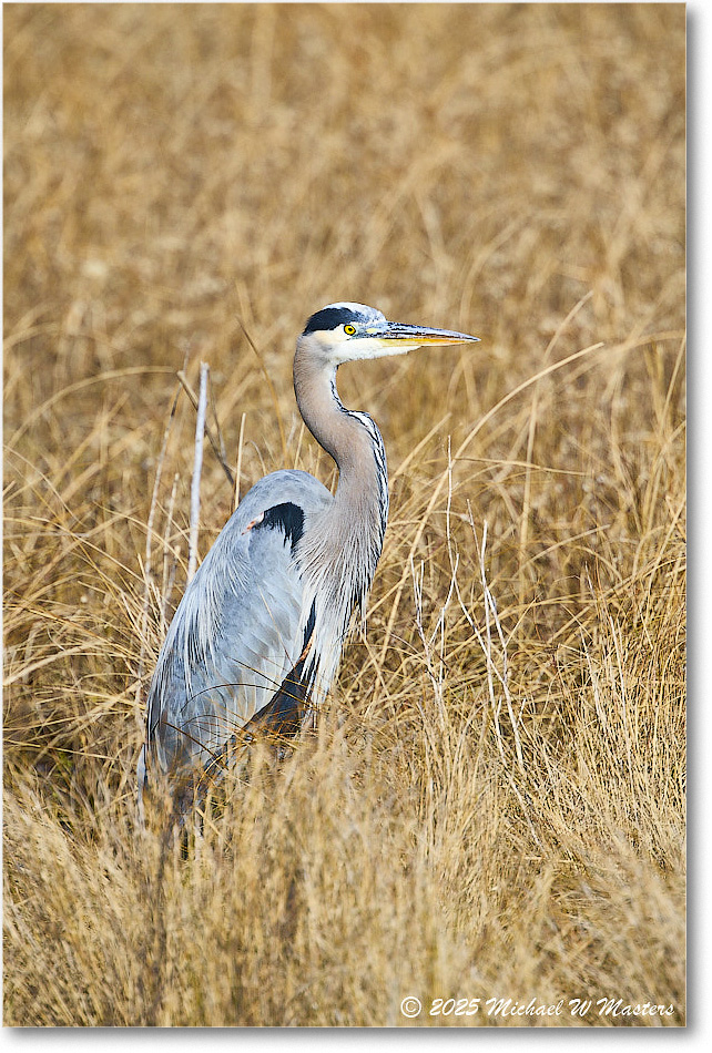 GreatBlueHeron_ChincoNWR_2025Nov_R5C06158