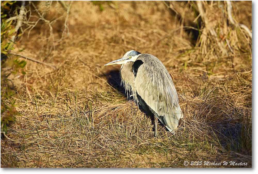GreatBlueHeron_ChincoNWR_2025Nov_R5D03174