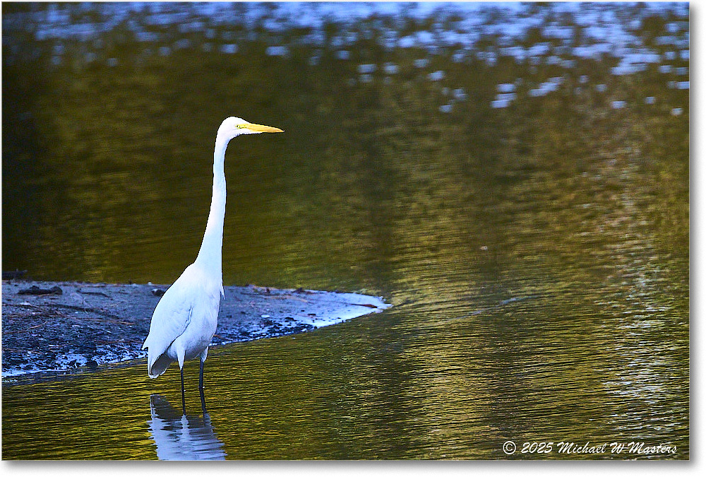 GreatEgret_ChincoNWR_2025Nov_R5C05580