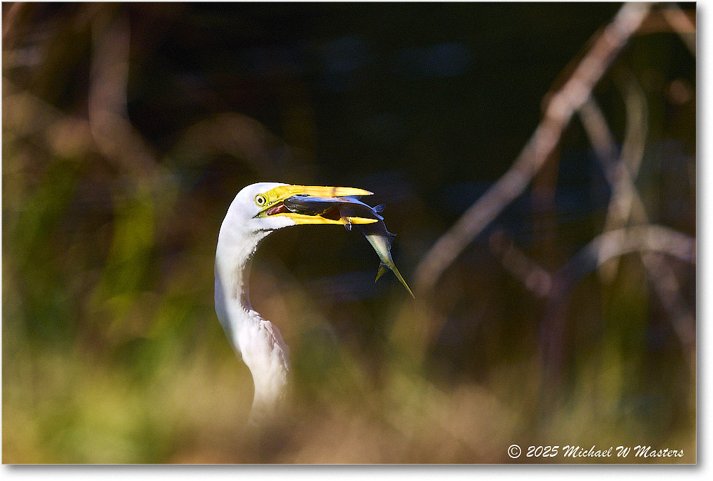 GreatEgret_ChincoNWR_2025Nov_R5C05598