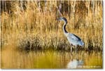GreatBlueHeron_ChincoNWR_2025Nov_R5C05552