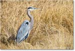 GreatBlueHeron_ChincoNWR_2025Nov_R5C06144