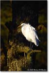 GreatEgret_ChincoNWR_2025Nov_R5A26339