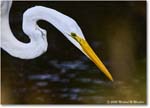 GreatEgret_ChincoNWR_2025Nov_R5C05523