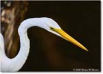 GreatEgret_ChincoNWR_2025Nov_R5C05527