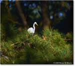 GreatEgret_ChincoNWR_2025Nov_R5C05617