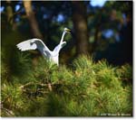 GreatEgret_ChincoNWR_2025Nov_R5C05619