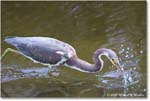TricolorHeron_ChincoNWR_2025Nov_R5C05426