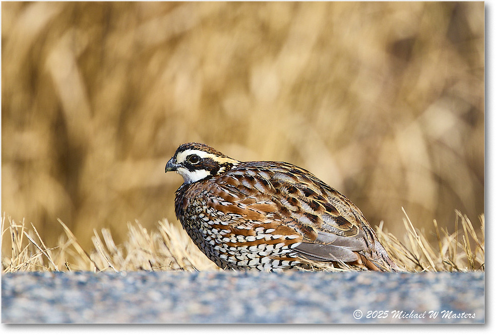 Bobwhite_ChincoNWR_2025Nov_R5C06419