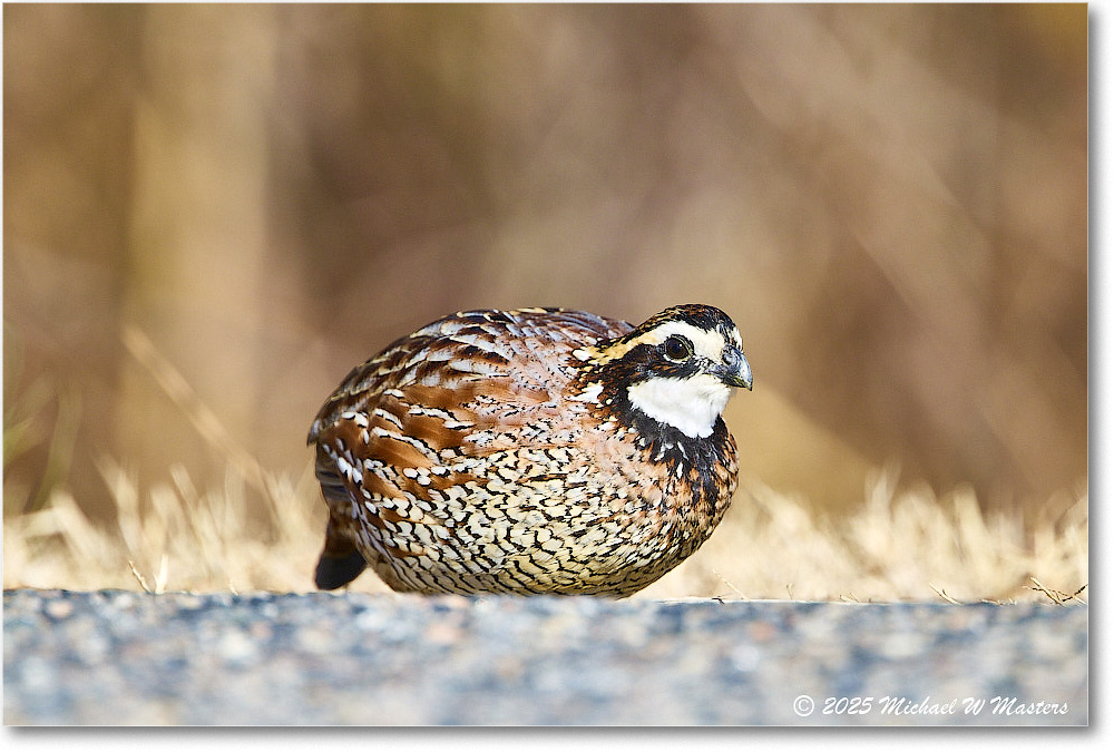 Bobwhite_ChincoNWR_2025Nov_R5D03039