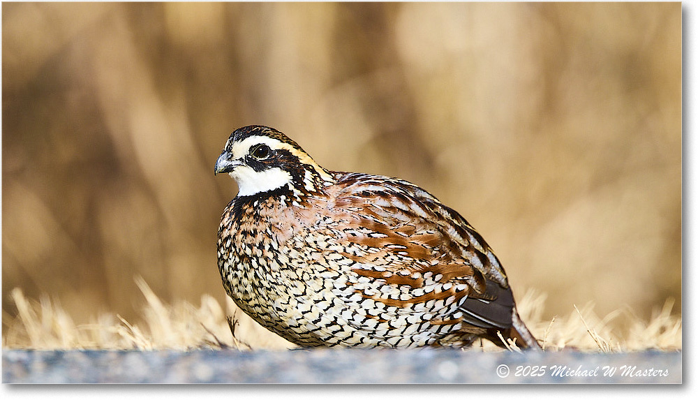 Bobwhite_ChincoNWR_2025Nov_R5D03077