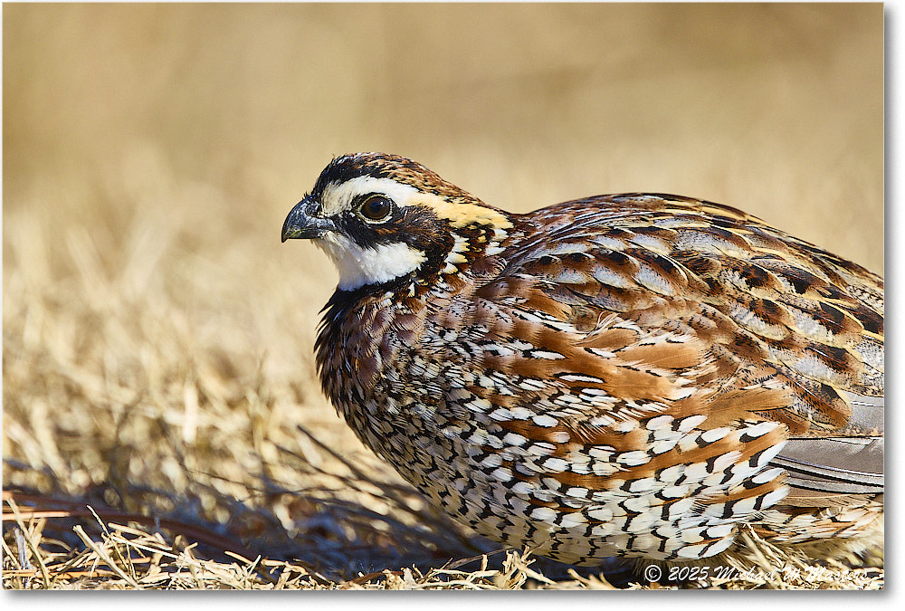 Bobwhite_ChincoNWR_2025Nov_R5D03087