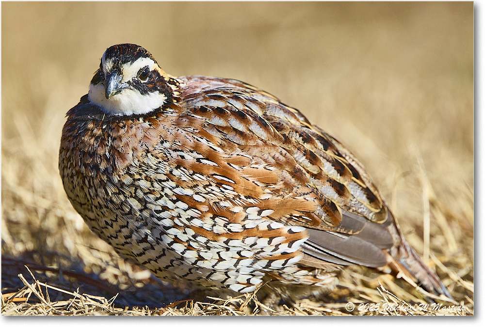Bobwhite_ChincoNWR_2025Nov_R5D03089