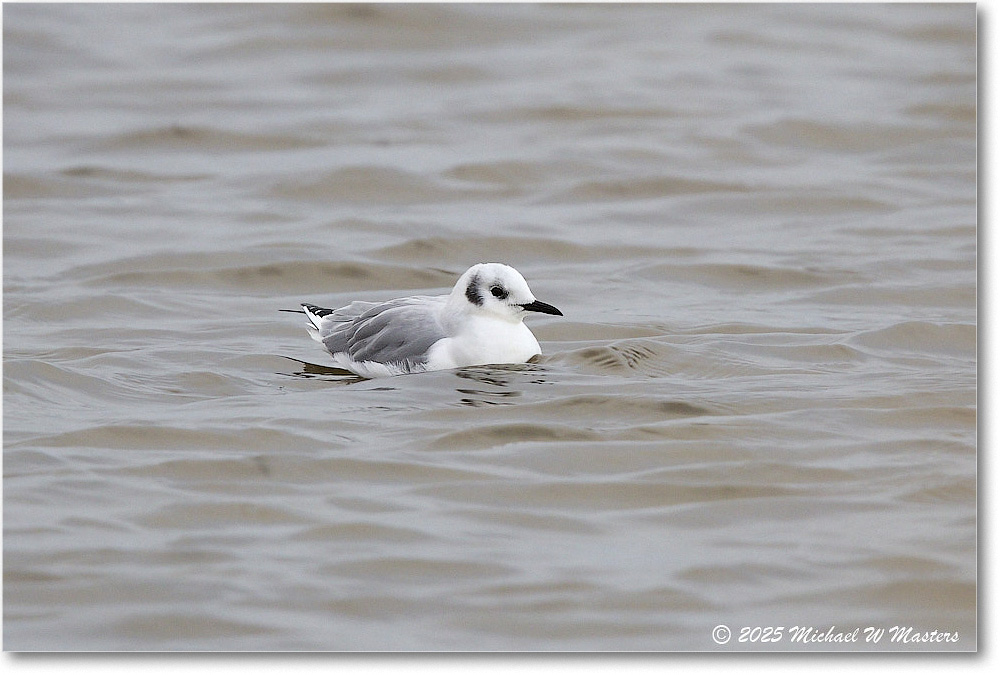 BonapartsGull_ChincoNWR_2025Nov_R5D03003