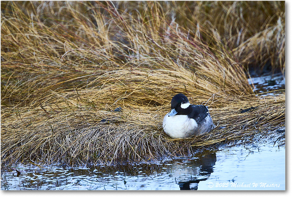 Bufflehead_ChincoNWR_2025Nov_R5C05449