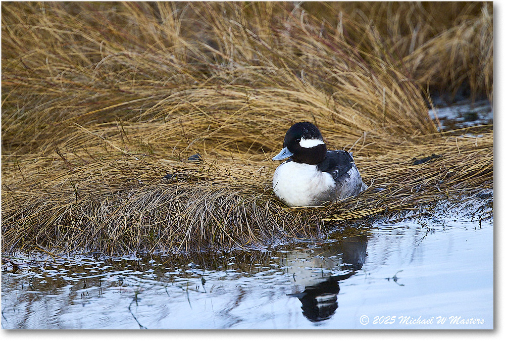 Bufflehead_ChincoNWR_2025Nov_R5C05454