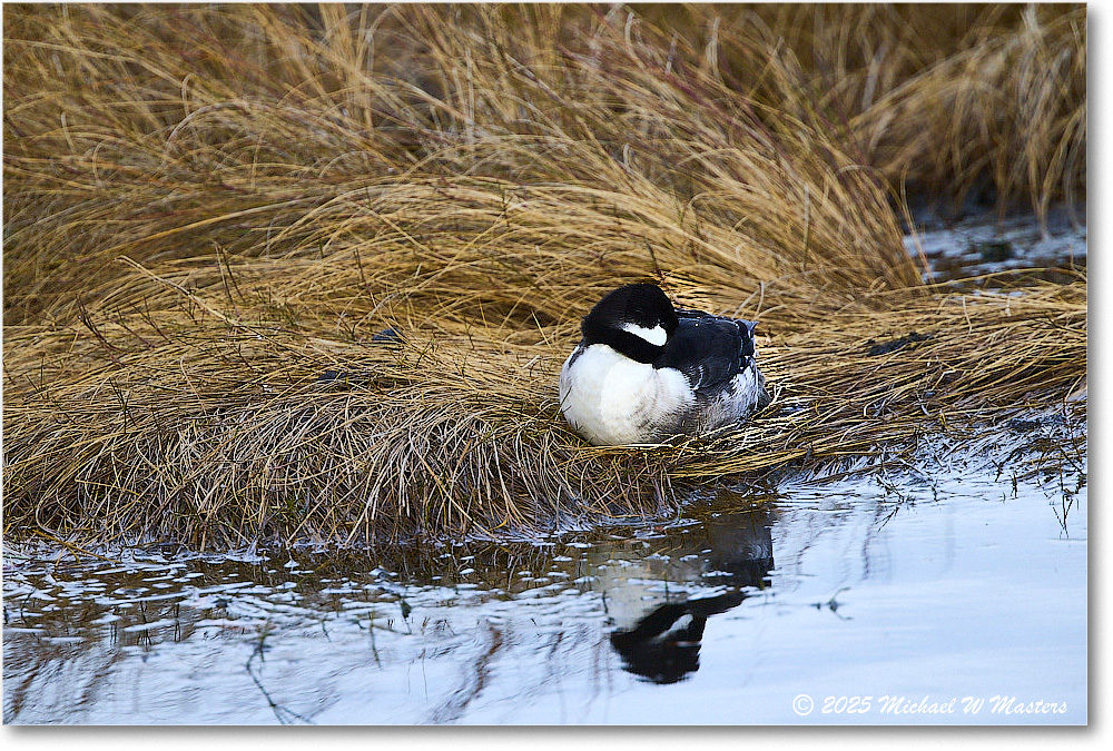 Bufflehead_ChincoNWR_2025Nov_R5C05456