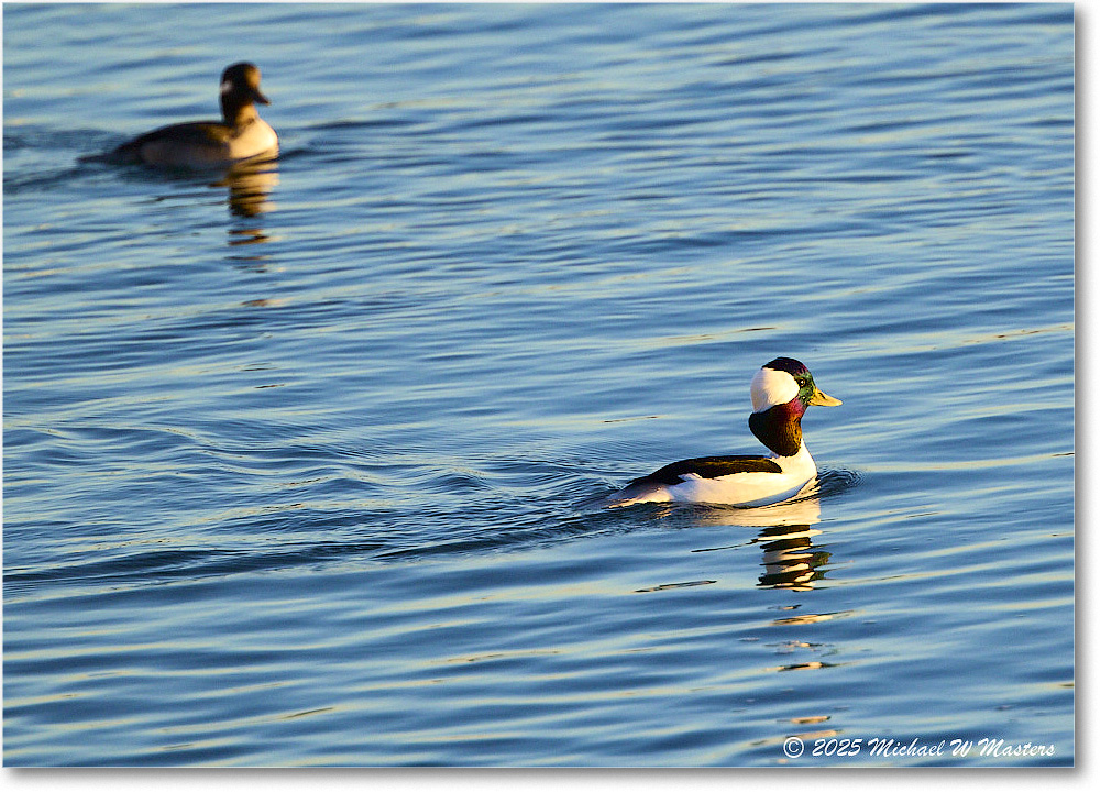 Bufflehead_ChincoNWR_2025Nov_R5C06196