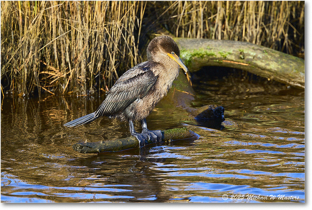Cormorant_ChincoNWR_2025Nov_R5C06345