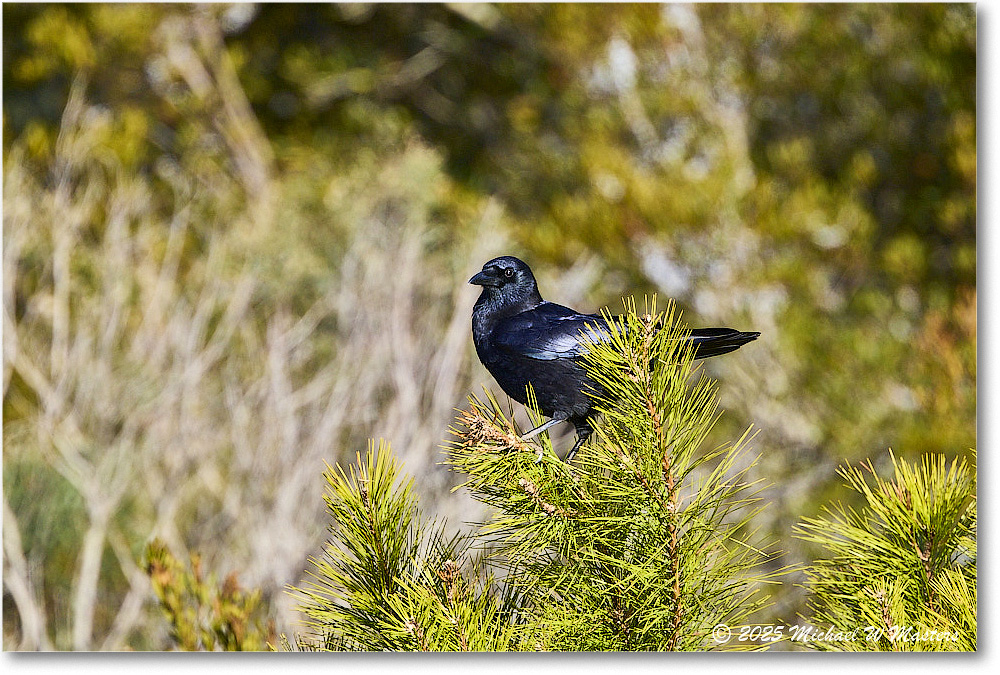 Crow_ChincoNWR_2025Nov_R5C06357