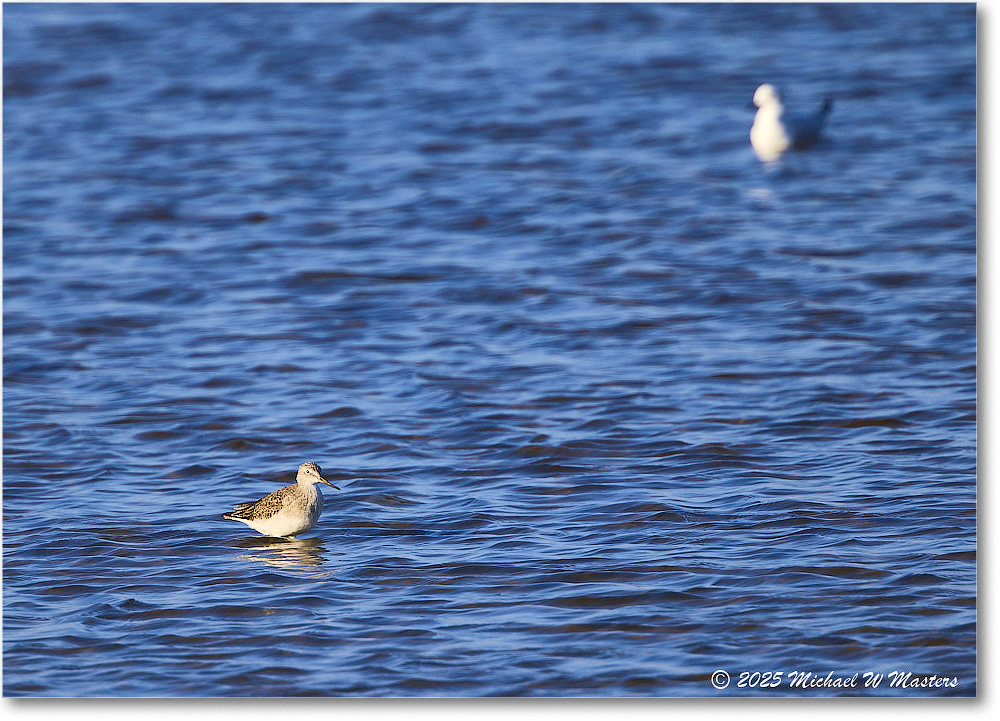 GreaterYellowlegs_ChincoNWR_2025Nov_R5C05571