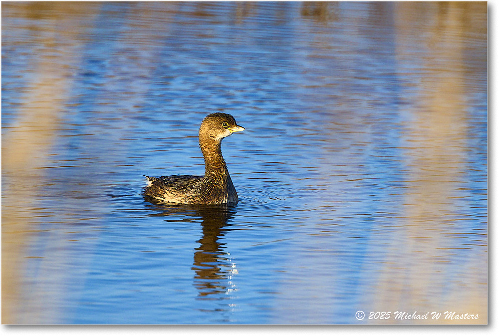 Grebe_ChincoNWR_2025Nov_R5C05636