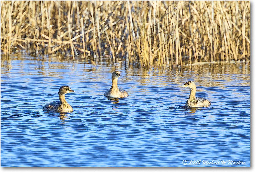Grebe_ChincoNWR_2025Nov_R5C06084