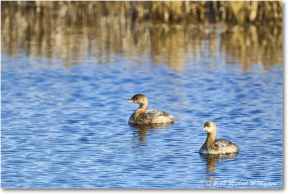 Grebe_ChincoNWR_2025Nov_R5C06126