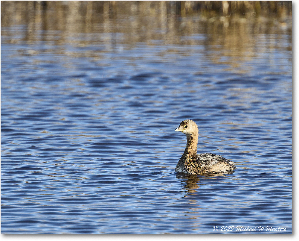 Grebe_ChincoNWR_2025Nov_R5C06142