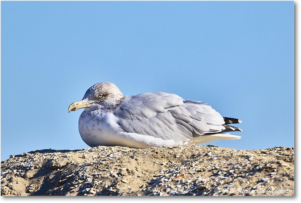 HerringGull_ChincoNWR_2025Nov_R5C05926