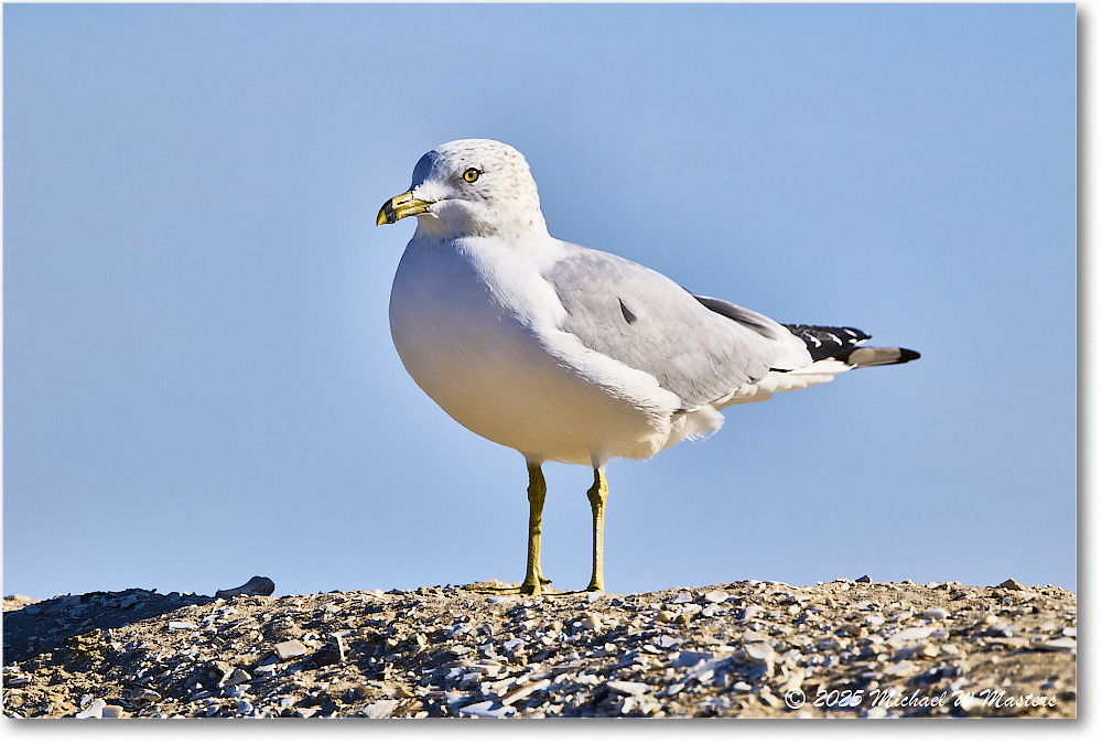 HerringGull_ChincoNWR_2025Nov_R5C05937