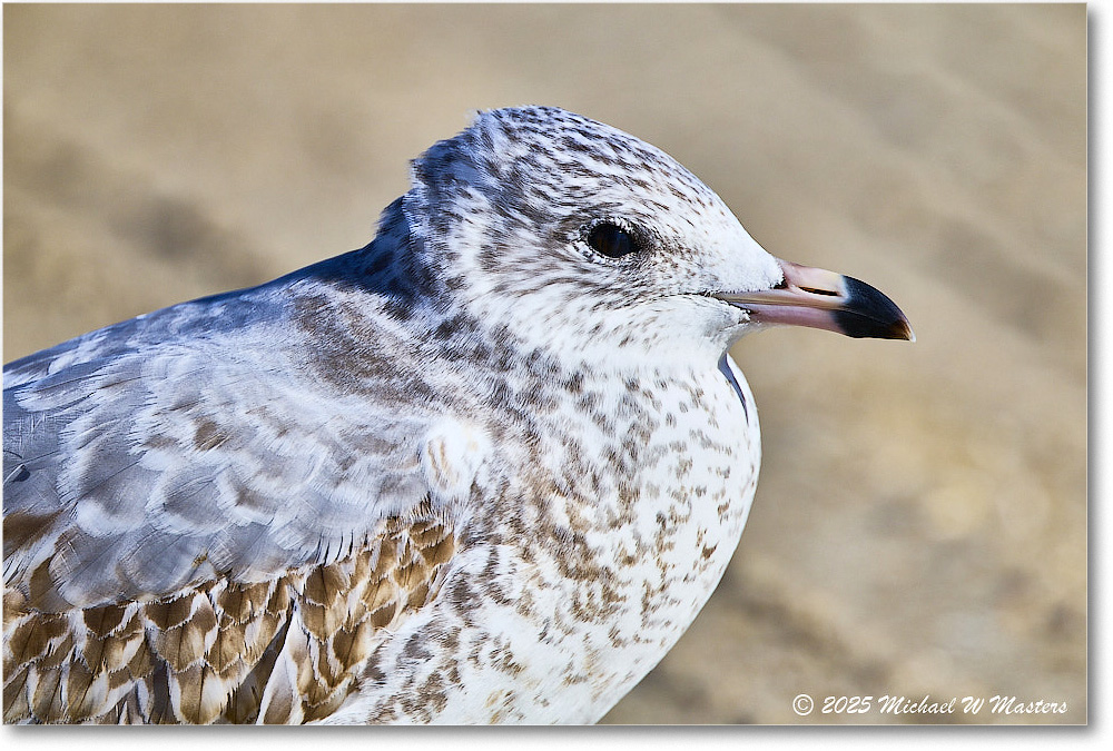 HerringGull_ChincoNWR_2025Nov_R5C05949