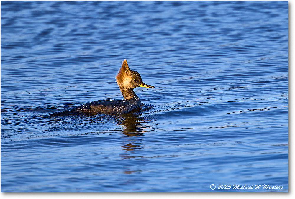 HoodedMerganser_ChincoNWR_2025Nov_R5C05561