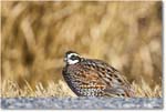 Bobwhite_ChincoNWR_2025Nov_R5C06423