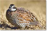 Bobwhite_ChincoNWR_2025Nov_R5D03089
