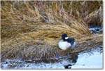 Bufflehead_ChincoNWR_2025Nov_R5C05449