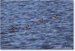 Bufflehead_ChincoNWR_2025Nov_R5C05559