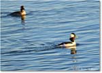 Bufflehead_ChincoNWR_2025Nov_R5C06196