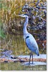 GreatBlueHeron_ChincoNWR_2025Nov_R5C05535