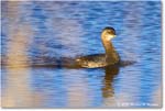 Grebe_ChincoNWR_2025Nov_R5C05648