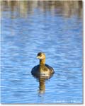 Grebe_ChincoNWR_2025Nov_R5C06117