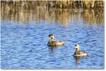 Grebe_ChincoNWR_2025Nov_R5C06126