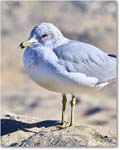 HerringGull_ChincoNWR_2025Nov_R5C05979