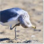 HerringGull_ChincoNWR_2025Nov_R5C06013