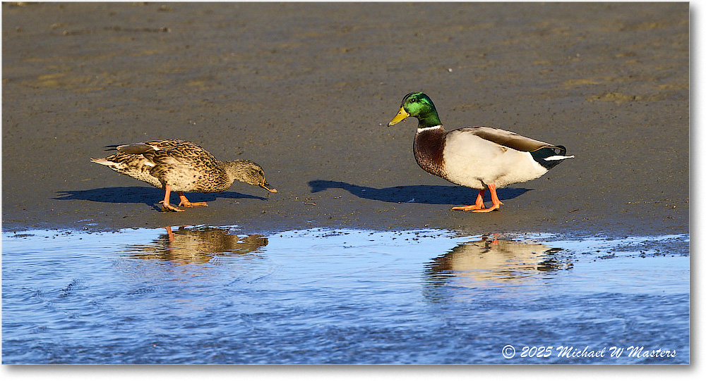 Mallard_OysterBay_2025Nov_R5C06326