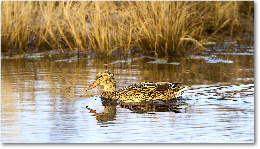 Mallard_ChincoNWR_2025Nov_R5C05467