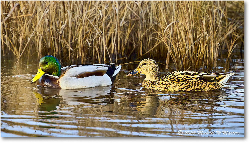 Mallard_ChincoNWR_2025Nov_R5C05468