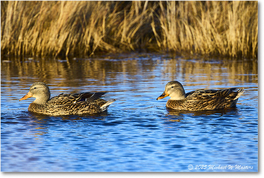 Mallard_ChincoNWR_2025Nov_R5C05667