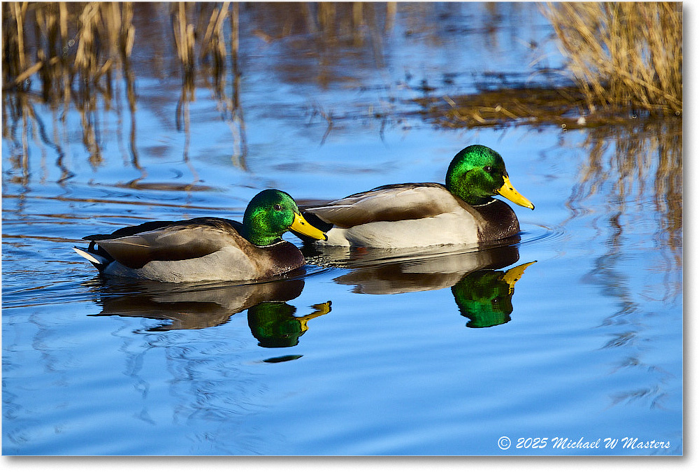 Mallard_ChincoNWR_2025Nov_R5C05709